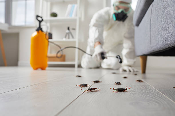 Post-Treatment Bed Bug Interceptor Monitoring in Washington Terrace